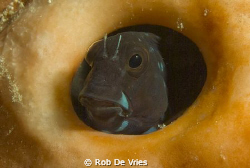 Blenny in a coral looking disturbed. 60 mm macro. by Rob De Vries 